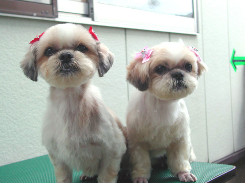 �g���~���O��̃_�b�N�X�t���h