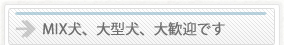 ＭＩＸ犬、大型犬、大歓迎です